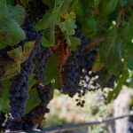 Weinanbaugebiete Chile
