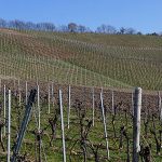Europäische Weinanbaugebiete