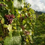 Weinanbaugebiete Österreich