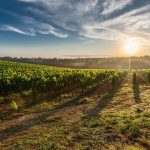 Weinanbaugebiete Spanien