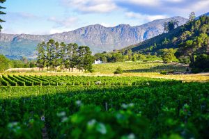Weinanbaugebiete Südafrika
